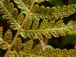 Lastreopsis velutina. Abaxial surface of fertile frond showing hairy surfaces, and small sori protected by concolorous, reniform indusia.
 Image: L.R. Perrie © Leon Perrie CC BY-NC 3.0 NZ